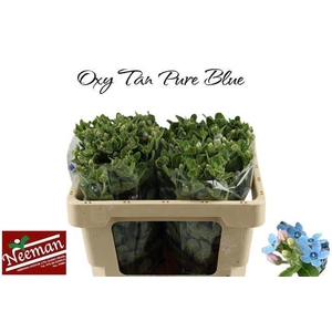 OXY CO TAN PURE BLU