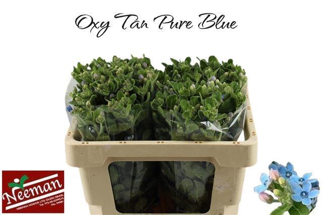 Oxy Co Tan Pure Blu