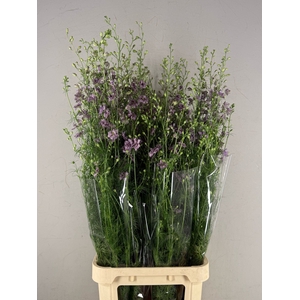 Delphinium Misty Lavander