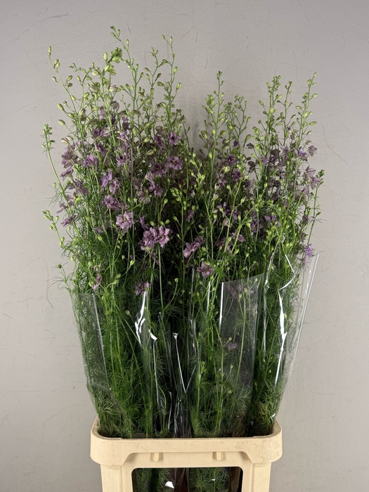 <h4>Delphinium Misty Lavander</h4>