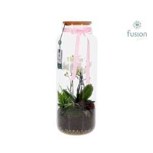 Glas vaas met houten dop en 4 tak Phalaenopsis arrangement 24 uurs levertijd