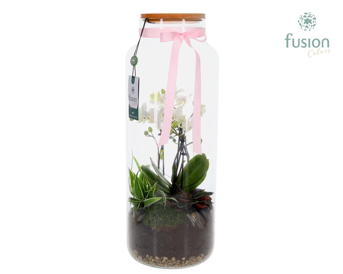 <h4>Vaas glas met 4 tak Phalaenopsis arrangement 24 uurs levertijd</h4>