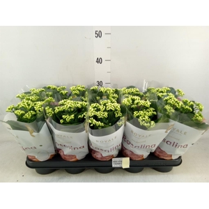 Kalanchoe blos. 'RosDon Dione'