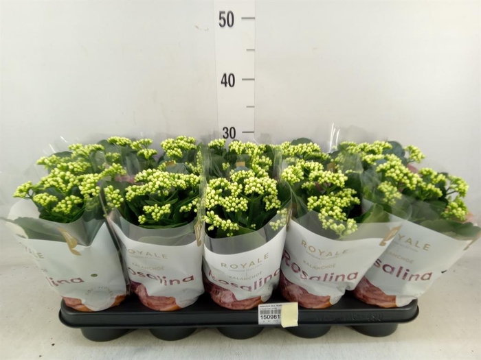 <h4>Kalanchoe blos. 'RosDon Dione'</h4>