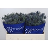 Eryngium Blue Dynamite