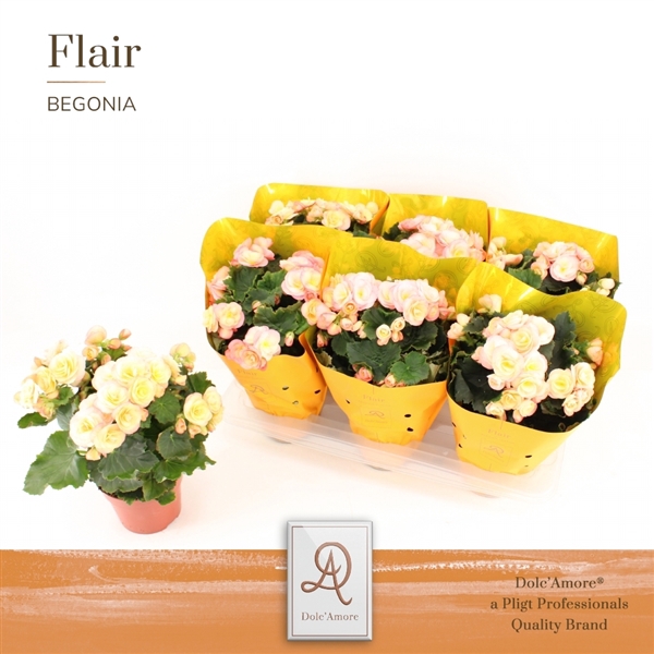 <h4>Begonia Hailey sunset P14 Dolc'Amore® Flair Metallic</h4>