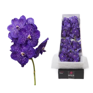 Vanda 10 tak Tweed Blue