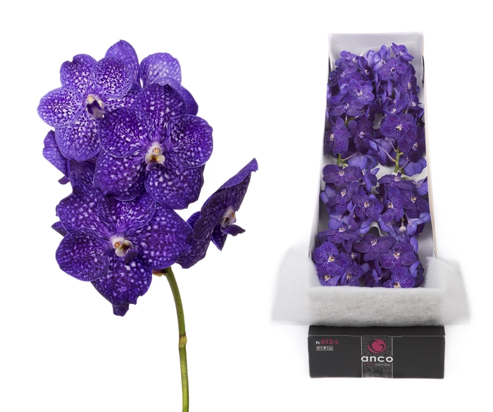 <h4>Vanda 8 tak Tweed Blue</h4>