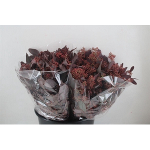 Euca Populus Berry Short Abs Red 150g Pbs