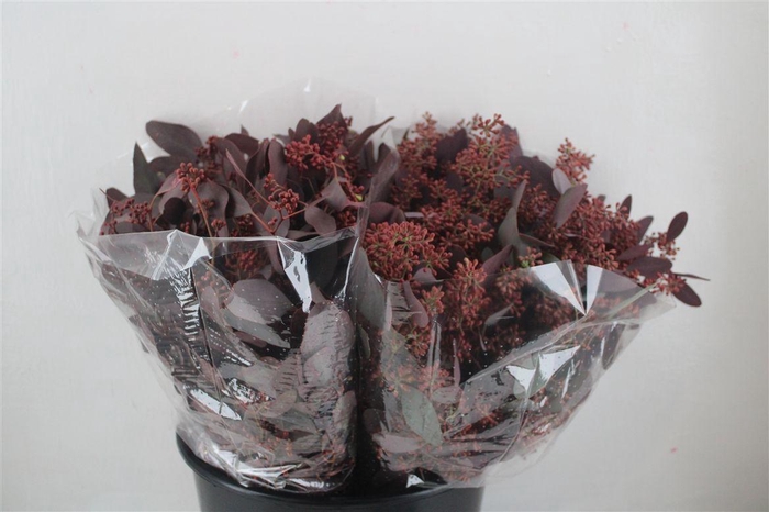 <h4>Euca Populus Berry Short Abs Red 150g Pbs</h4>