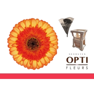 GE MI COLORI-Water hoes