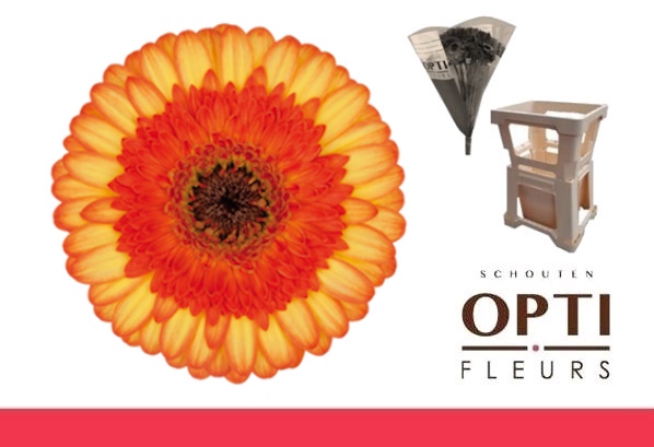 <h4>GE MI COLORI-Water hoes</h4>