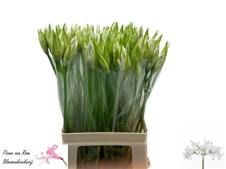 <h4>Ne Bo Bianca Perla</h4>