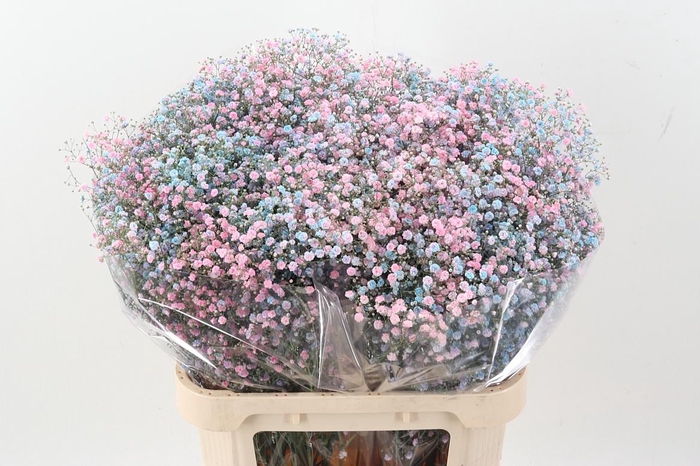 <h4>Gy Xlence Bubblegum</h4>