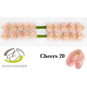 Anthurium Cheers