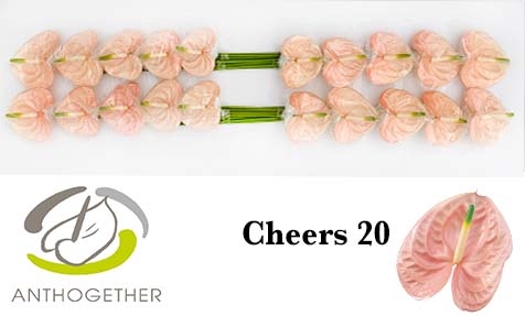 <h4>Anthurium Cheers</h4>