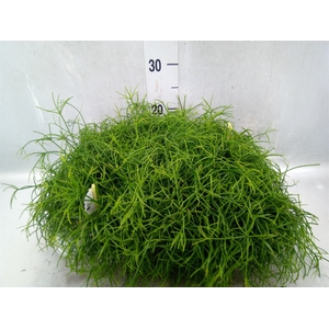 Rhipsalis cassutha