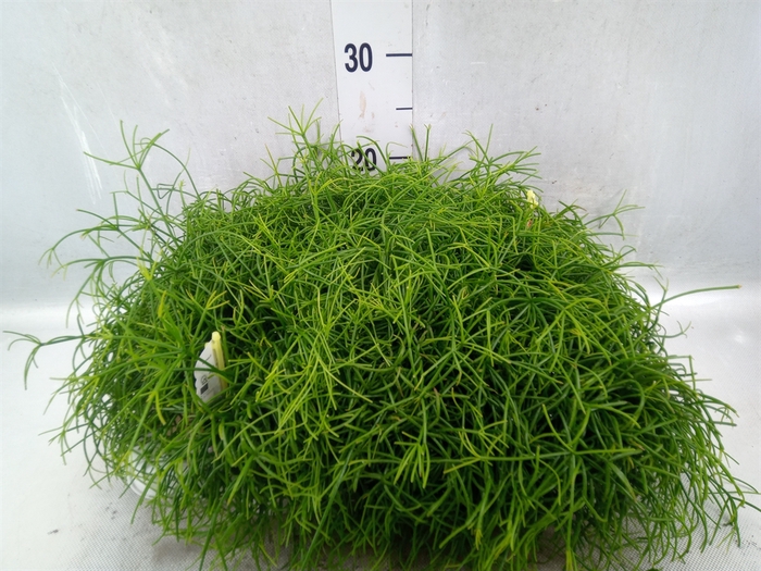 Rhipsalis cassutha