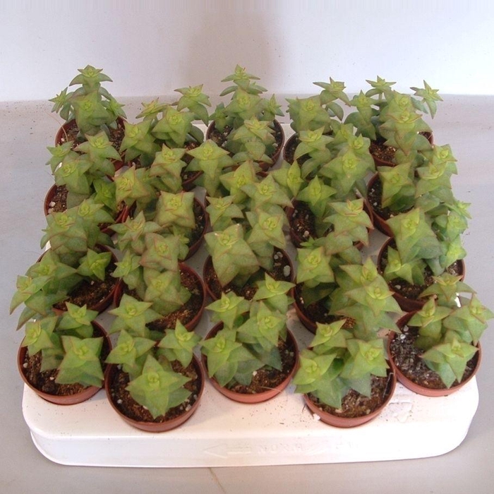 <h4>crassula Perforata</h4>
