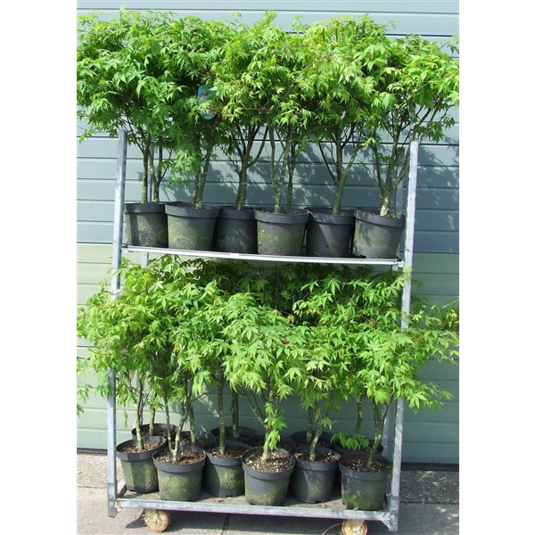 <h4>Acer palmatum 'Osakazuki' P26 Full CC</h4>