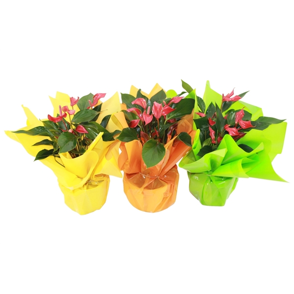 <h4>Anthurium XL.67 Trillions Red 14cm met zomerse neon rondello</h4>