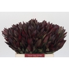 Leucadendron Saf Sunset Dark R.