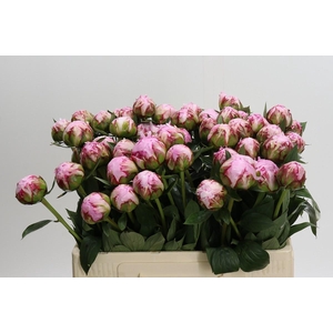 Paeonia Sarah Bernhardt
