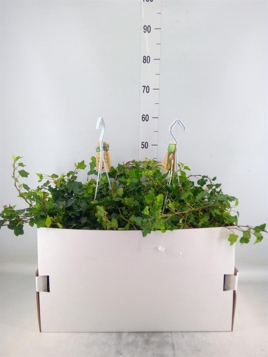 <h4>Hedera helix 'Wonder'</h4>