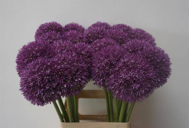 ALLIUM PINBALL WIZAR