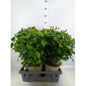 Hibiscus rosa-sin.   ...mix