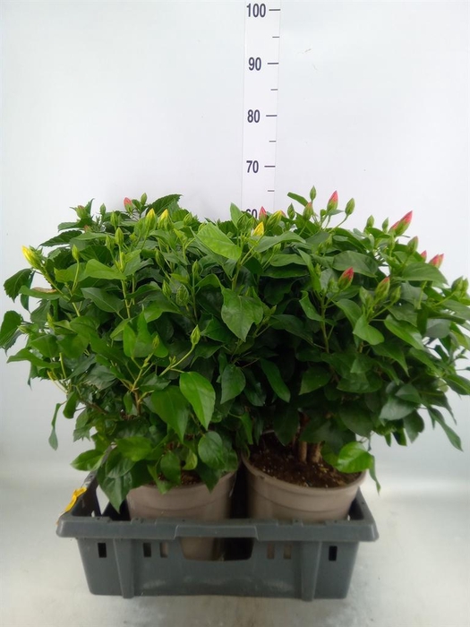 <h4>Hibiscus rosa-sin.   ...mix</h4>