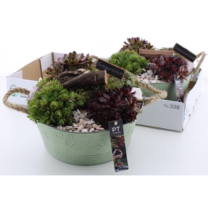 ARR SEMPERVIVUM