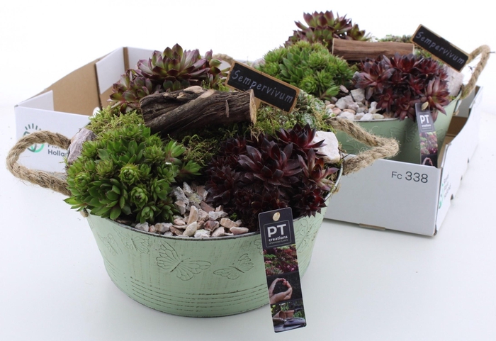 <h4>ARR SEMPERVIVUM</h4>