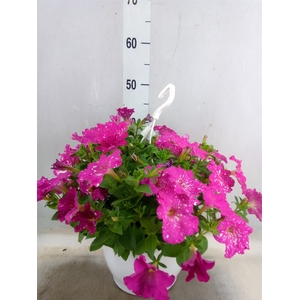 Petunia   ...mix