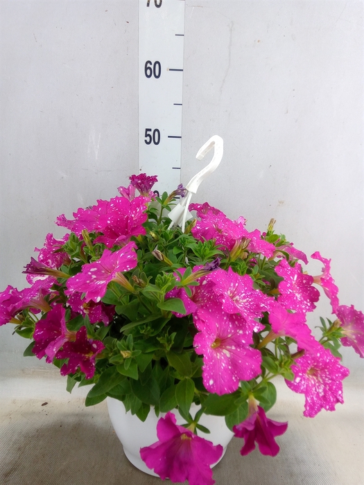 <h4>Petunia   ...mix</h4>
