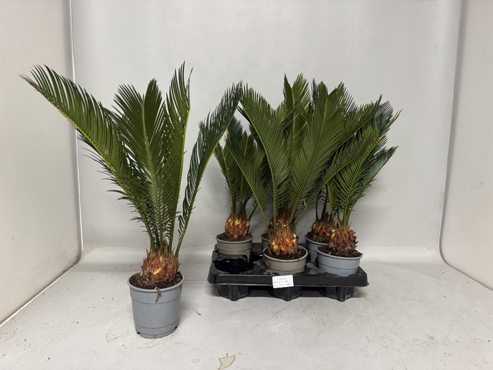 <h4>CYCAS REVOLUTA</h4>