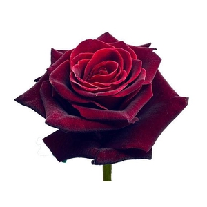 R GR BLACK BACCARA