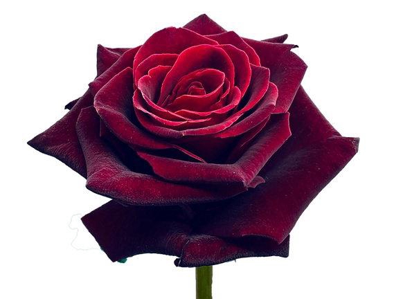 <h4>R GR BLACK BACCARA</h4>