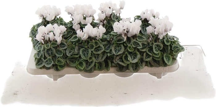 <h4>Cycl Per Ss Picasso White</h4>