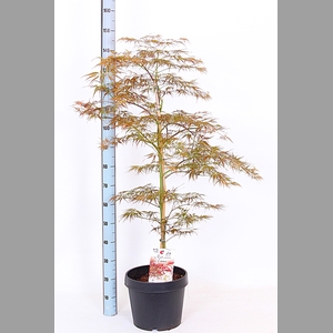 ACER OV