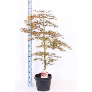ACER OV