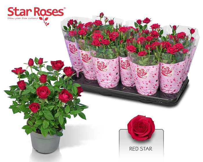 arr8 Ro Rome Star Red