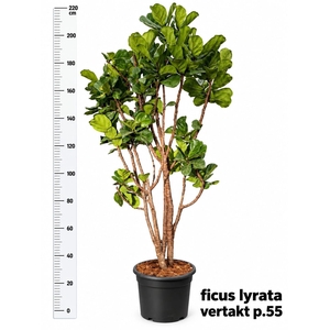 FICUS LYRATA