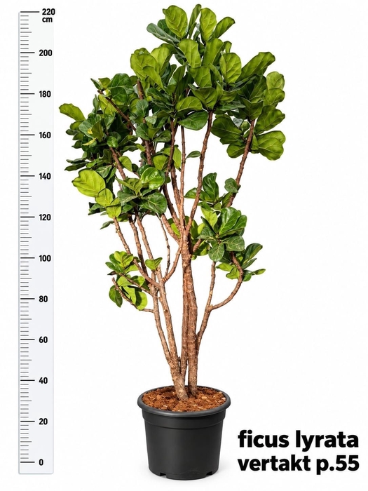 <h4>FICUS LYRATA</h4>