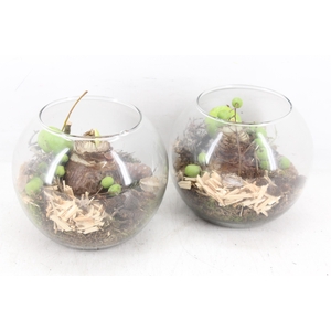 arr4 Amaryllis MB - Bolglas x6