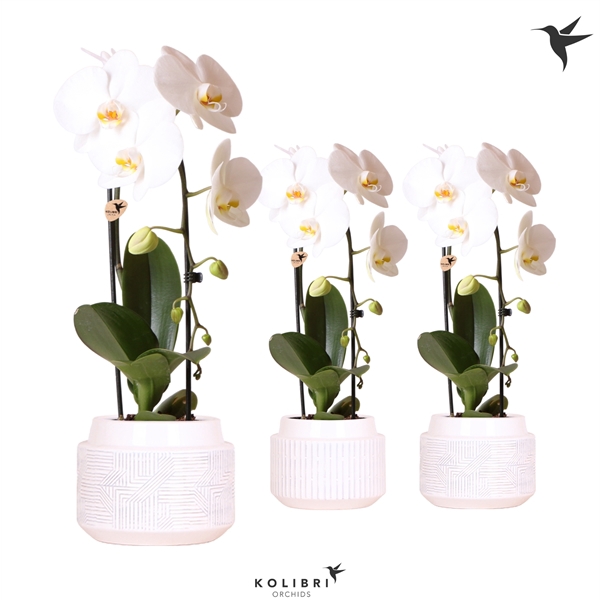 <h4>Kolibri Orchids Cascade Niagara fall 1 spike white in Maze white</h4>