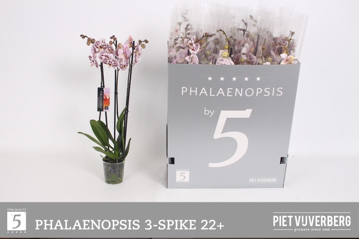 <h4>PHAL OV WIT</h4>