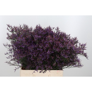 Lim Safora Dark Blue