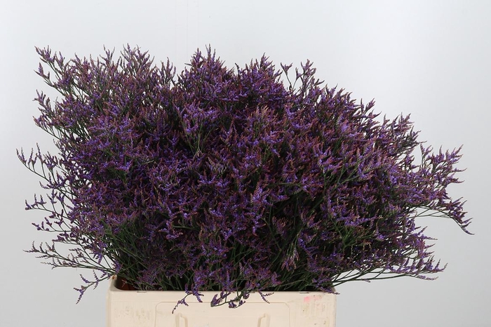 <h4>Lim Safora Dark Blue</h4>