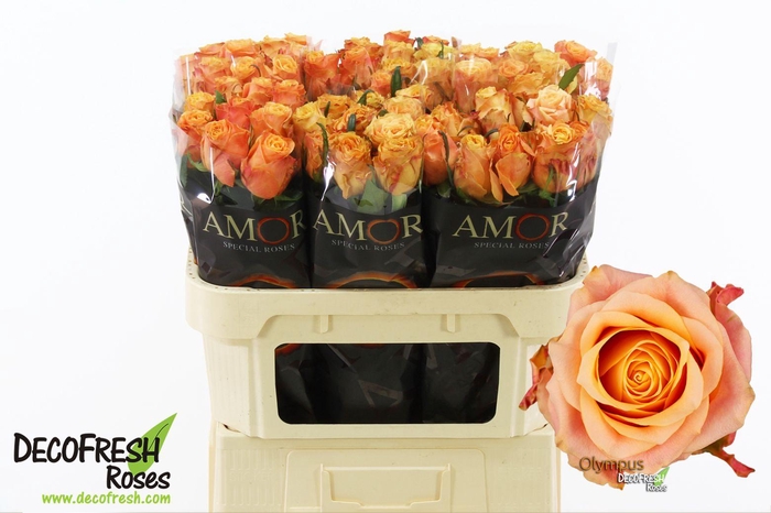 <h4>R Gr Olympus</h4>